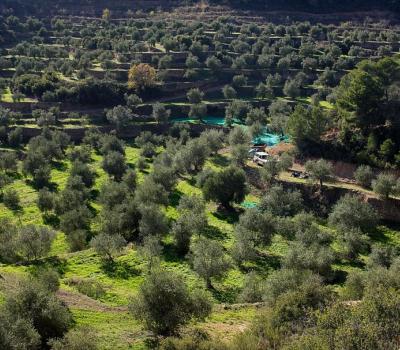 Camps d'olivera a la Bisbal