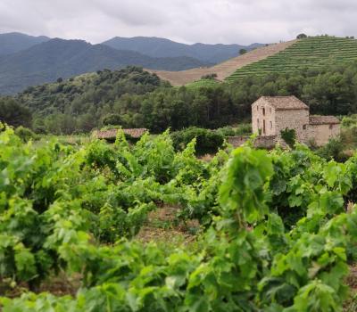 visite de domaine viticole Priorat
