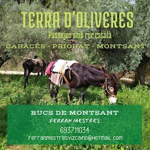 Terra d'oliveres