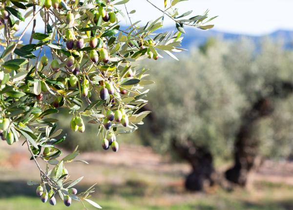 Turisme regeneratiu Priorat