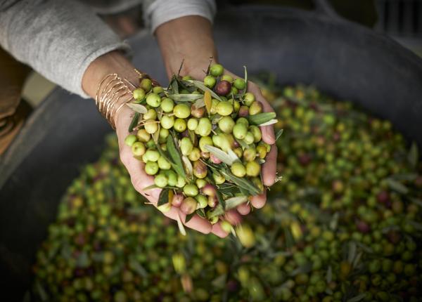 Wine Tourism near Barcelona