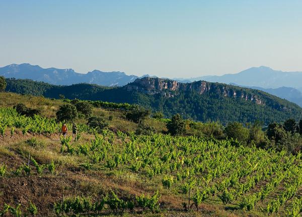 visite et degustation vin Espagne