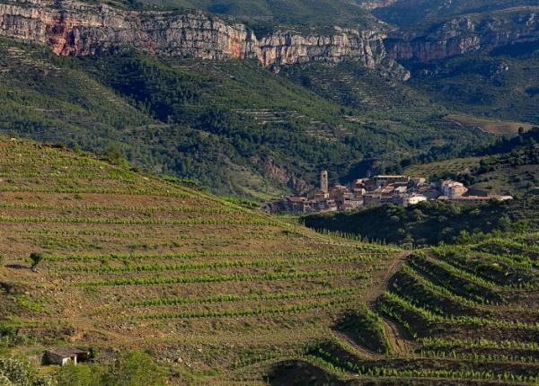 Wine Tourism near Barcelona