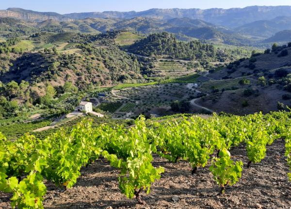 visiter vignobles Catalogne