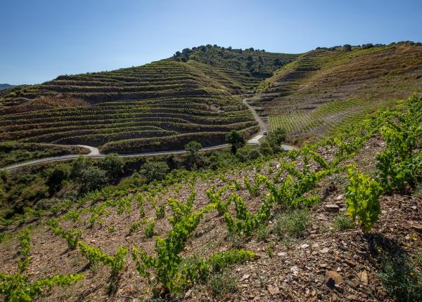 Enoturisme Priorat