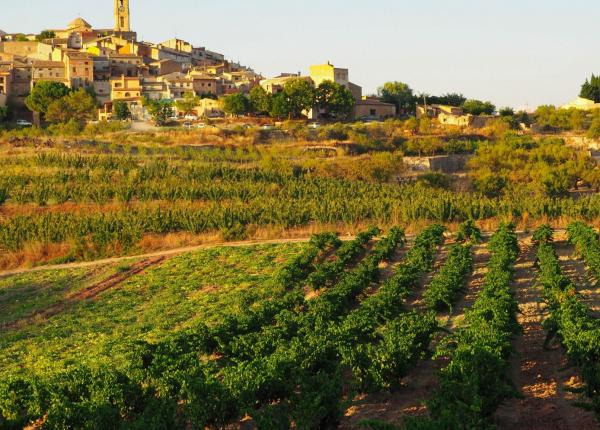 visite et degustation vin Espagne