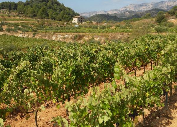 Weintourismus Priorat