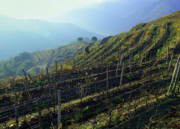 Weintourismus Priorat