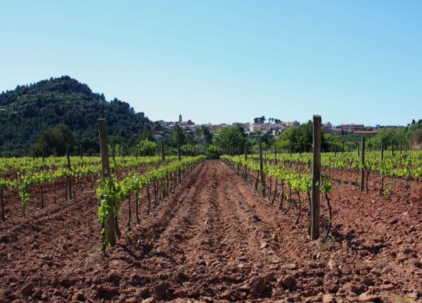 wine tourism Priorat