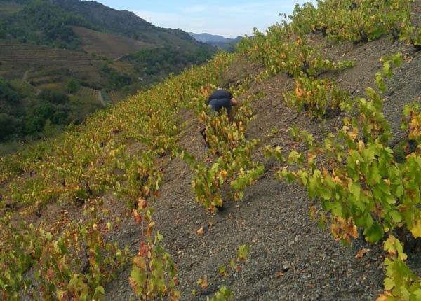 Weintourismus Priorat