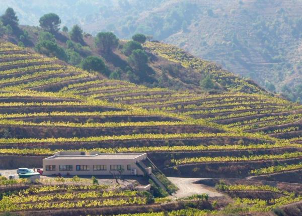 Wine Tourism near Barcelona