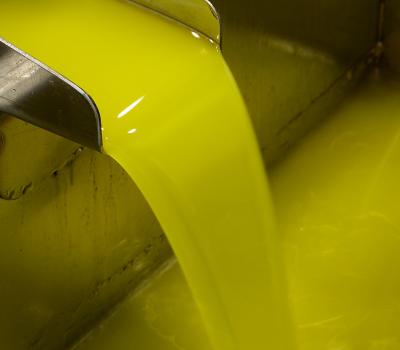 Olive oil tourism Priorat