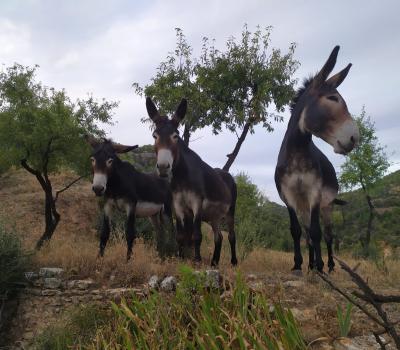 Tourisme rural Barcelone