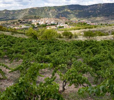 Oleoturisme Priorat