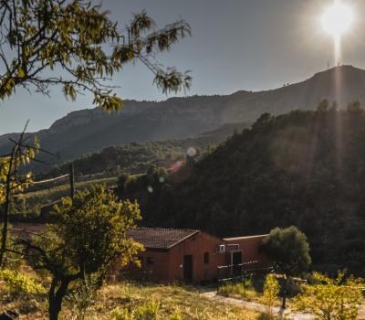 Olivenöltourismus Priorat