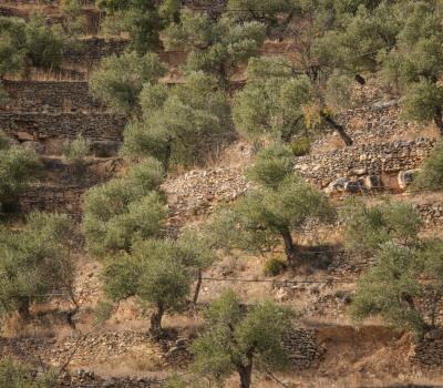 Olivenöltourismus Priorat