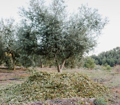 die besten Weinregionen in Spanien