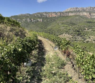 deguster vin Priorat