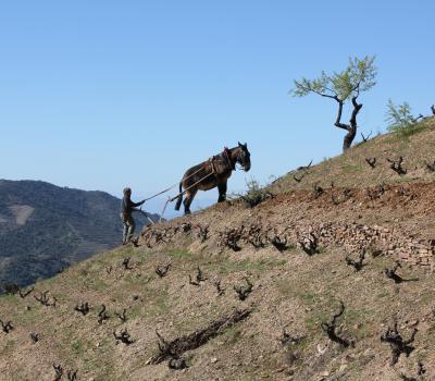 Visita cellers Catalunya