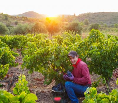 Wine Tourism Barcelona