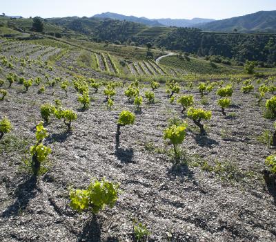 winery visit Priorat