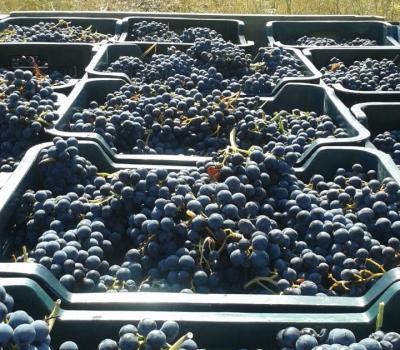 Vineyards to visit near Barcelona