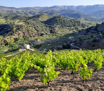 visiter vignobles Catalogne