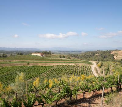 Bodegas Cataluña