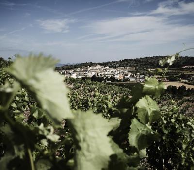 Wine tasting Spain