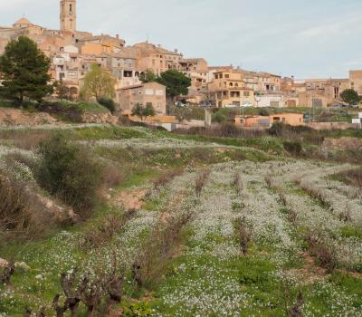 Enoturisme Catalunya