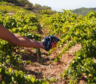 visite et degustation vin Espagne