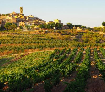 visite et degustation vin Espagne