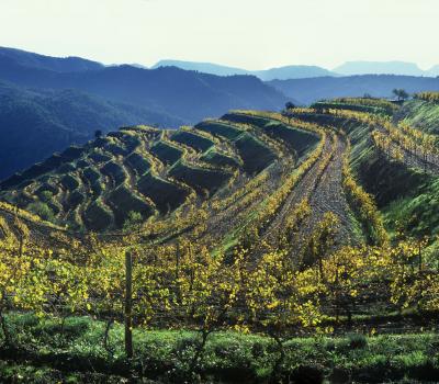 visiter vignobles Catalogne