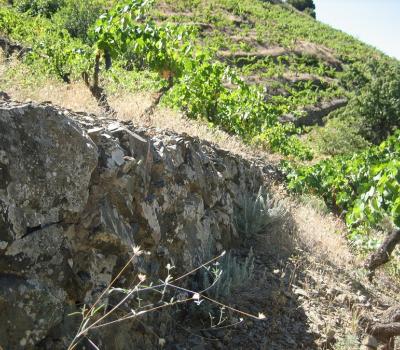 Bodegas Cataluña