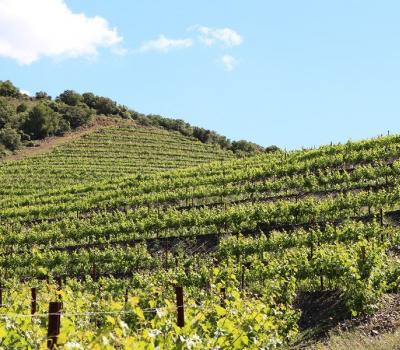 Wine Tourism near Barcelona