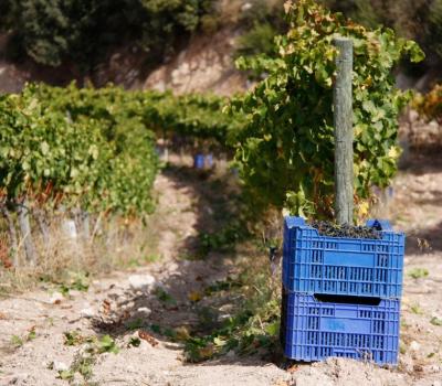 Bodegas Cataluña