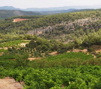 Vineyards to visit near Barcelona