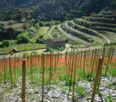 Wine Tourism near Barcelona