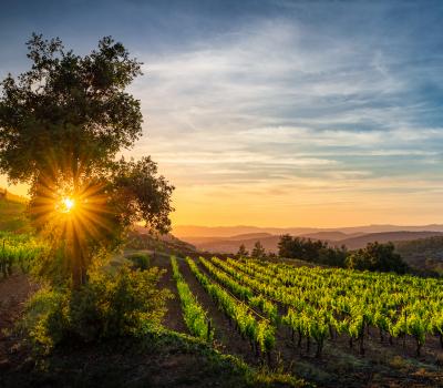 Vineyards to visit near Barcelona