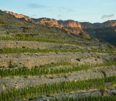 Weintourismus Priorat