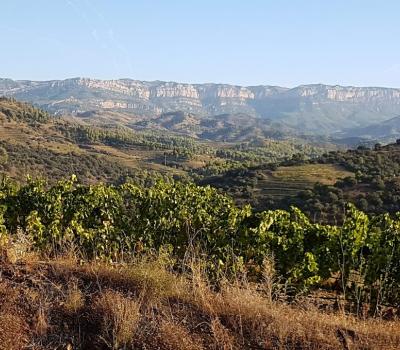 Wine Tourism Barcelona