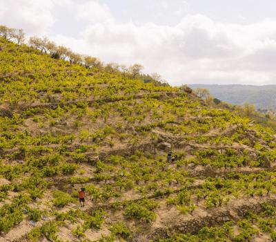 Wine Tourism Priorat