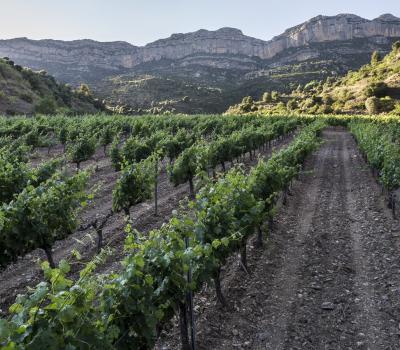 winery visit Priorat