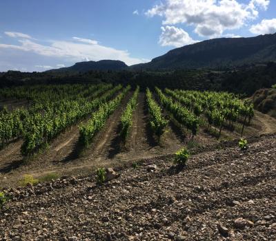 Bodegas Cataluña