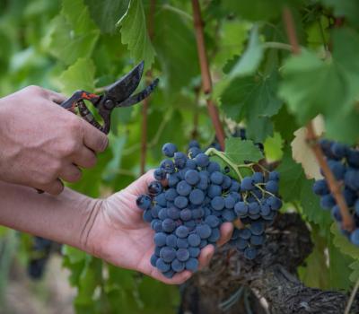 Bodegas Cataluña 