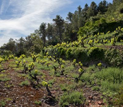 visiter vignobles Catalogne