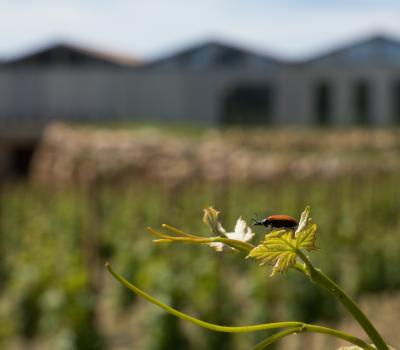 wine tourism Spain 