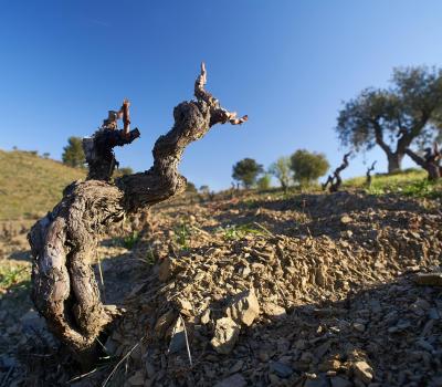 Weintourismus Priorat