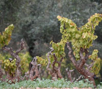 Vineyards to visit near Barcelona