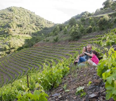 Weinberge Barcelona